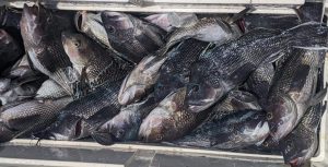 Celtic Fishing- Celtic Stoirm, Belmar, NJ